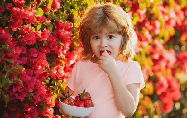 Krásné dítě jí jahody. Nadšené dítě jí jahody v létě venku. — Stock fotografie