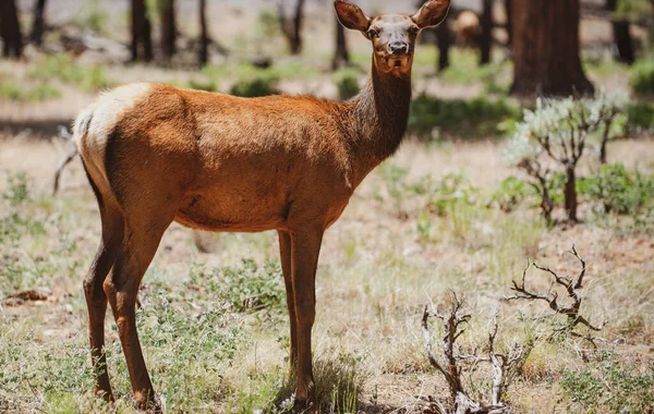 Natuurdieren concept. Witstaartkuit bambi, fawn Jonge capreolus. Mooie wilde dieren bok. — Stockfoto