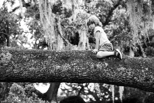 Aktív kis szőke gyerek, aki szeret fára mászni. Aranyos kisfiú gyerek ül az ágon. — Stock Fotó