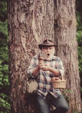 Mantar topluyorum. Mantar kovasında mantar avlayan mutlu büyükbaba..
