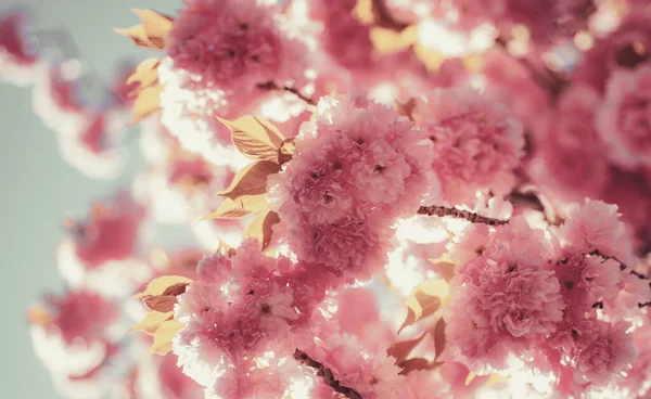 Fundo de borda de primavera com flor rosa. Flor de cereja. Branch delicadas flores da primavera. Cerejeira sacura. Festival de Sakura . — Fotografia de Stock