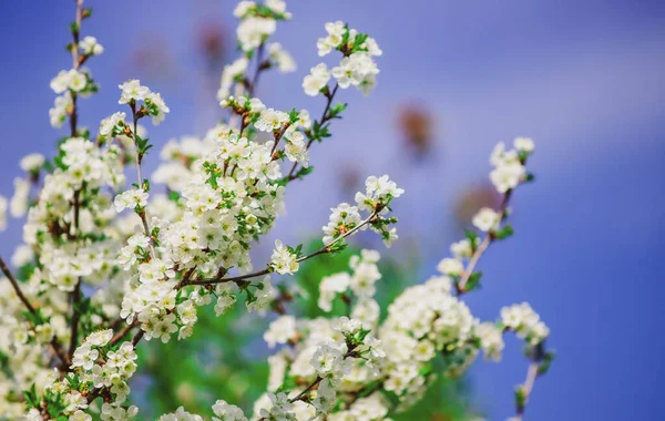 春だ。桜の木の背景。開花木と美しい自然。春の花. — ストック写真