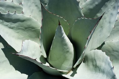 Agave kaktüsü. Kaktüsleri çöle, kaktüse ya da kakaoya yakın tutun..