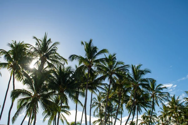 Tropical palm coconut trees on sky, nature background. Palms landscape with sunny tropic paradise. — Stock Photo, Image