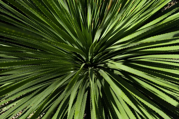 Agave cactus. Cactus backdround, design de cactos ou padrão de cactaceae. — Fotografia de Stock