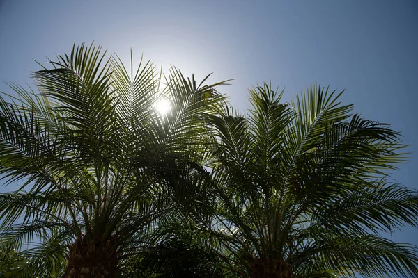 Palmer på blå himmel, palm vid tropisk kust, kokosnötsträd. Palmtropiskt mönster. — Stockfoto