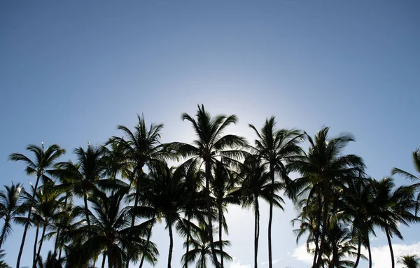 Palms landscape with sunny tropic paradise. Tropical palm coconut trees on sky, nature background. — Stock Photo, Image