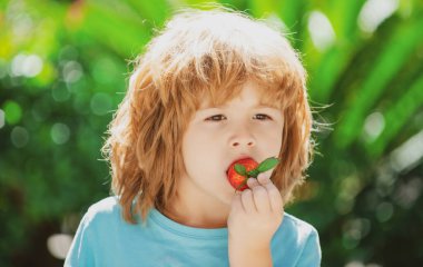 Sağlıklı çocuk yemekleri. Çocuklar taze organik çilek topluyor. Küçük şirin çocuk çilek yiyor..