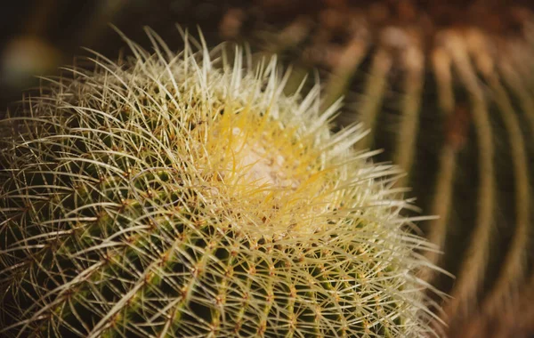 Cactus backdround, design de cactos ou padrão de cactaceae. — Fotografia de Stock