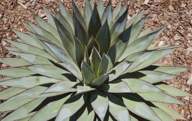 Çölde kaktüs, kaktüs ya da kaktaceae deseni. Agave kaktüsü.