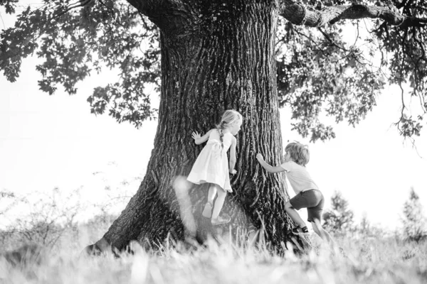 小さなかわいい幼児の男の子と女の子は夏の森の中で木に楽しさと登山をしています。大きな木の上の子供たち. — ストック写真