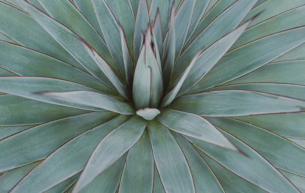 Agave verde. Fondo di cactus, disegno di cactus o disegno di cactacee. — Foto Stock