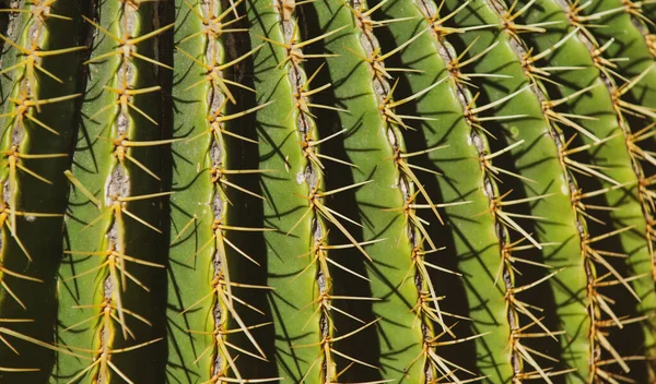 Närbild kaktus backdround, kaktusar eller cactaceae mönster. Spetsad kaktus. — Stockfoto