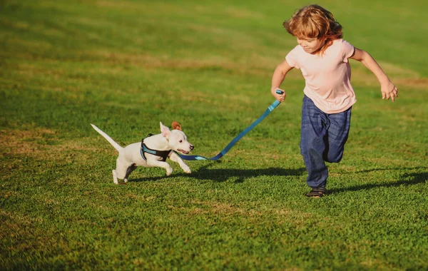 Ragazzo che corre e gioca con il cane sul prato nel parco. Animali domestici con proprietario. Il cane ha alzato la coda. — Foto Stock