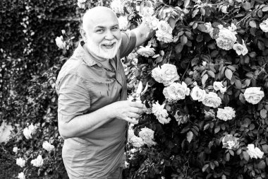 Bir şehir bahçesinde kıdemli bahçıvan. Bahçedeki bahçıvan. Profesyonel Bahçıvan.