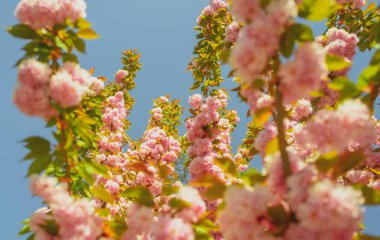 Gökyüzüne karşı pembe kiraz çiçeğinin yakın çekimi. Sakura Festivali. Çiçek Ağaçları. Sakura bahar çiçekleri.
