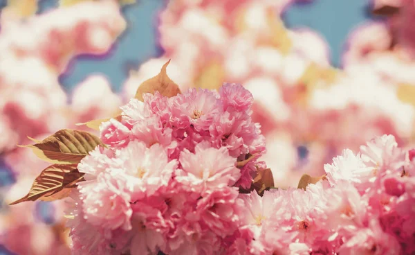 Цветок вишни. Сакура вишня. Весенние цветки вишни, розовые цветы. Цветущие цветы сакуры закрываются голубым небом на фоне природы . — стоковое фото