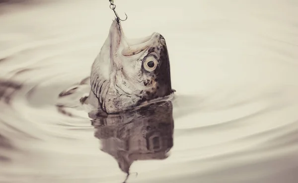 Vissen in de rivier. Vangt een vis. Concepten van succesvolle visserij. Bruine forel gevangen in visnet. — Stockfoto