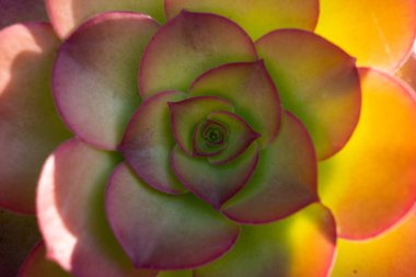 Lezzetli Echeveria Perle. Evergreen succulent daimi ürünleri ya da alt çalılıkları. Krassulaceae kaktüs arka planı.