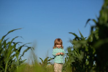 Mutlu bebek parkta eğleniyor. Komik bebek. Mısır tarlasında, açık havada bir bebek. Çocuk çiftçilikle, sebze yetiştirmeyle, hasatla eğleniyor. Küçük çiftçi.