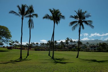 Hindistan cevizi palmiyeleri, güzel tropikal desen gökyüzünde güneş ışığı soyut arkaplan. Palmiye manzarası.