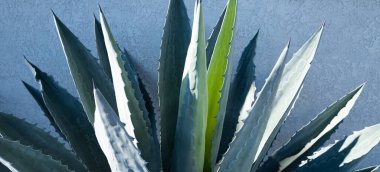 Kaktüs sırtı, kaktüs tasarımı ya da kaktaceae deseni.