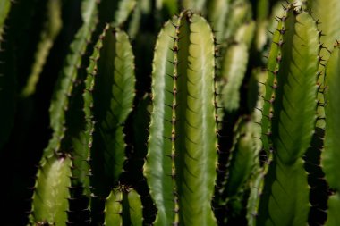 Kaktüs sırtı, kaktüs tasarımı ya da kaktaceae deseni.