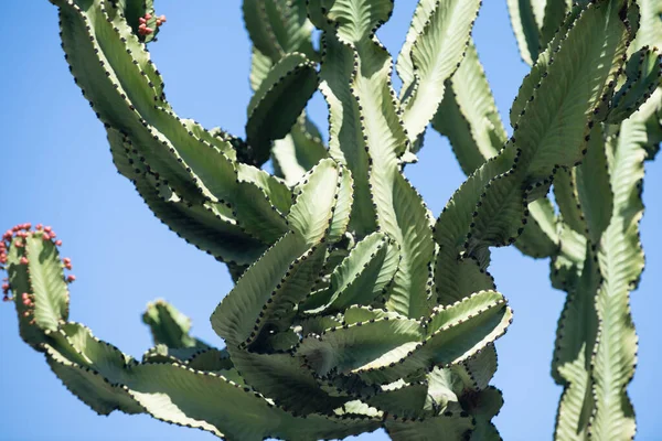 Kaktus på blå himmel backdround, kaktusar design eller cactaceae mönster. — Stockfoto