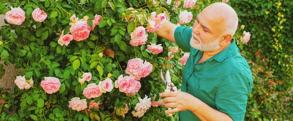 Spring banner of old man outdoor. Senior man gardener in garden cutting roses. Grandfather working in backyard with spring flowers. — Stock Photo, Image