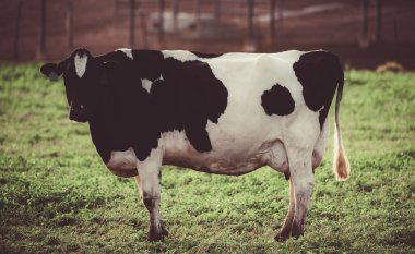 Holstein ineği. Süt ineği. Bir yaz otlağında ahırda..
