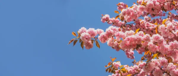 Ανοιξιάτικο πανό, φόντο. Φεστιβάλ Σακούρα Άνθος Κερασιάς. Ανοιξιάτικο μοτίβο λουλουδιών. Καλοκαιρινός ουρανός. — Φωτογραφία Αρχείου