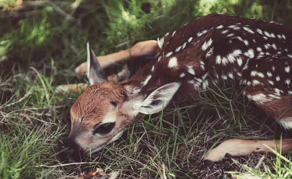 Ciervos recién nacidos concepto de bambi y animales salvajes. Fawn Descansando. Ciervo de corzo bebé. Jóvenes corzos salvajes escondidos en la hierba alta. Capreolus capreolus. Ciervo recién nacido, naturaleza salvaje de primavera. —  Fotos de Stock