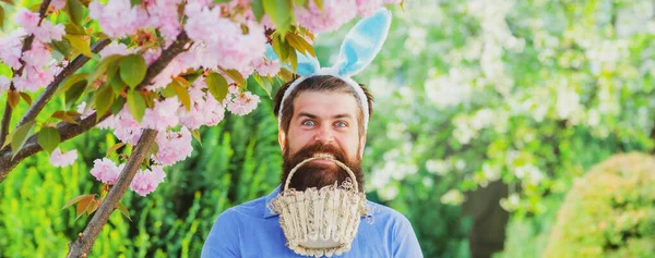 Funny Easter egg hunt. Humorous series of a man in bunny suit. Good for Easter or ironic situations. Banner. — Fotografia de Stock