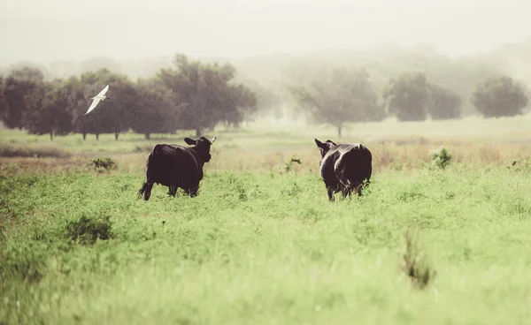 As vacas rurais pastam em um prado verde. Vida rural. — Fotografia de Stock