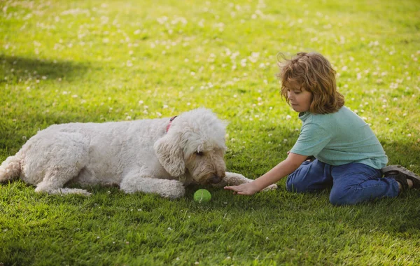 Criança engraçada brincando com o cachorro no parque. Jogo de cão com bola e crianças na grama ao ar livre. — Fotografia de Stock