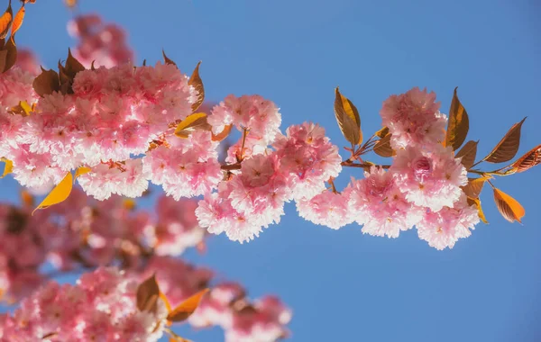 Sakura Festival. Cherry Blossom. Sakura spring flowers pattern. — Stock Photo, Image