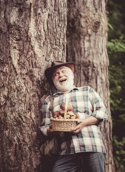 Mushrooming in forest, Grandfather hunting mushrooms over summer forest background. Mushrooms. Happy man holding a freshly picked mushroom. — Stock Photo, Image