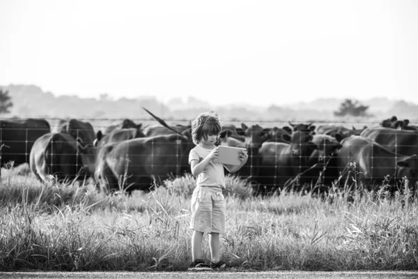 Gyermek farmer tabletta modern tehén farm. Nyári gyerek vidéken. A gyerekek szeretik a vidéket. Fiúsegítő munka. — Stock Fotó