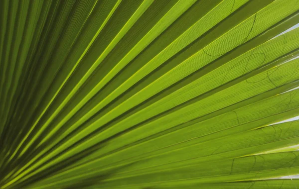Tropické zelené pozadí. Textura palmového listu, palmové kokosové listy příroda zelené pozadí. — Stock fotografie