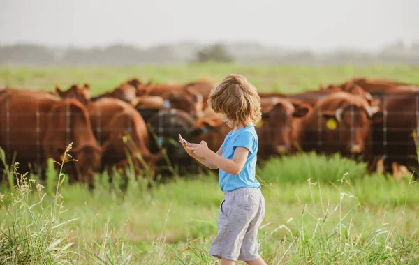 Niño agricultor con la vaca tableta granja moderna. Un chico de verano en el campo. Los niños disfrutan en el campo. Niño ayudante de trabajo. — Foto de Stock