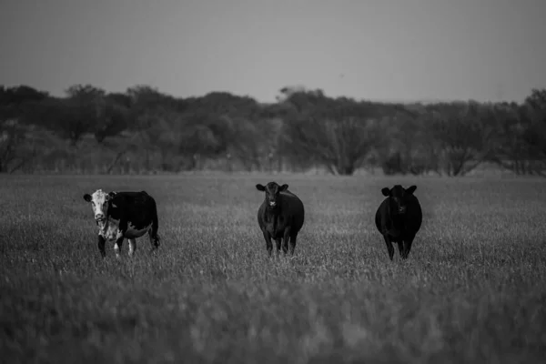Aydınlık ve güneşli bir günde çimenli bir tarlada inekler. Yeşil çimlerde kahverengi inek. — Stok fotoğraf