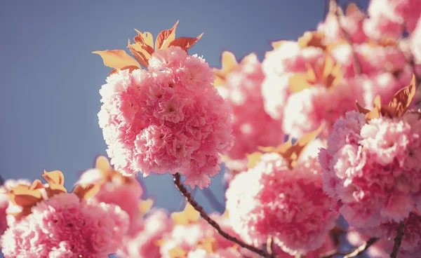 Fondo de flores de primavera. Flor de cerezo. Festival Sakura. Flores en flor con fondo del amanecer . — Foto de Stock