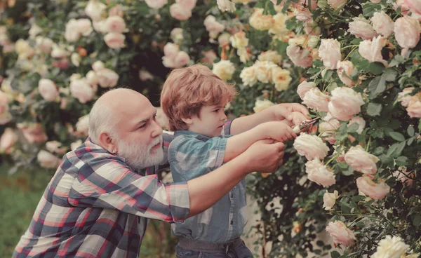 Fiore rosa cura e irrigazione. Nonno con nipote che fa giardinaggio insieme. Giardiniere senior barbuto in un giardino urbano. Generazione familiare e concetto di relazioni . — Foto Stock