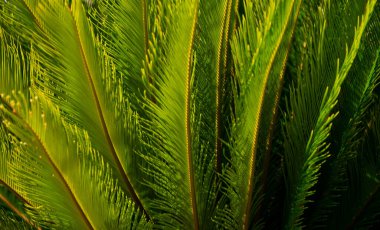 Hindistan cevizi palmiyeleri yeşil doku arka planı. Gökyüzünde tropik hindistan cevizi ağaçları, doğa arka planı. Ormanda yeşil yaprak deseni.