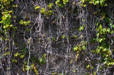 Yeşil arka plan, duvar kağıdı konsepti, doğa yaprağı arka planı. Yeşil doğa duvar kağıdı.