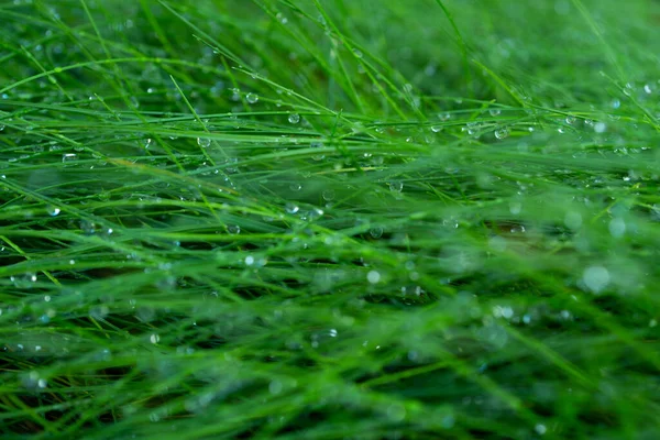 Hierba. Hierba fresca de primavera verde con gotas de rocío. Enfoque suave. Fondo abstracto de la naturaleza. Copiar espacio. — Foto de Stock