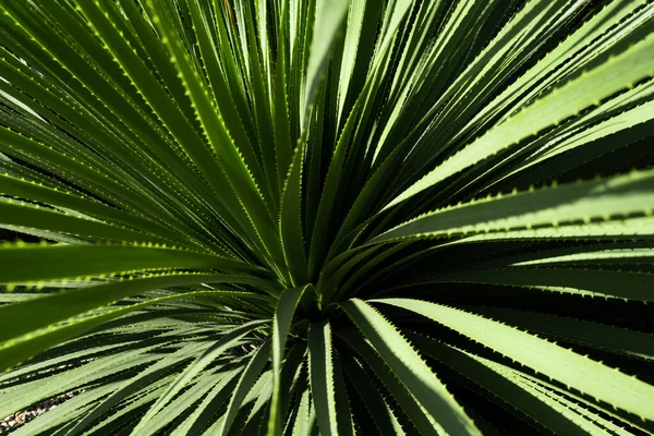 Kaktus backdround, kaktusdesign eller cactaceae mönster. Agave kaktus. — Stockfoto