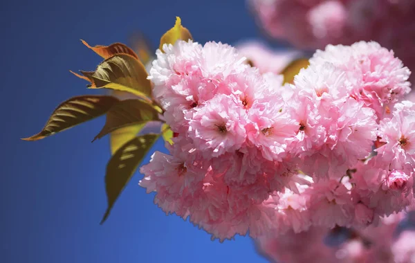 Cseresznyevirág. Tavaszi háttér. Szép kerti virágok. Szabó cseresznyefa. Tavasszal. Tavaszi virágok, kék háttérrel és a felhők. — Stock Fotó