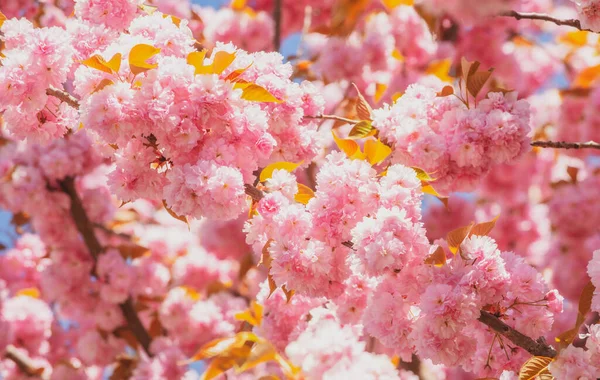 Φεστιβάλ Σακούρα. Κερασιές ανθισμένες. Sakura άνοιξη λουλούδια φόντο. — Φωτογραφία Αρχείου