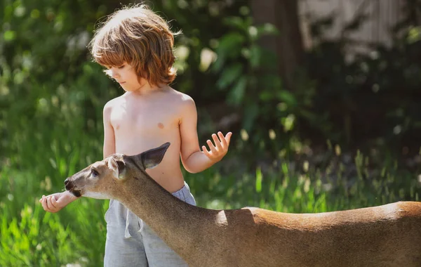 Roztomilé dítě krmí kolouška. Hezký chlapec s půvabným zvířetem v parku nebo v lese. Adaptace dětí. — Stock fotografie